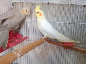 جوز كوكتيل تحته بيض