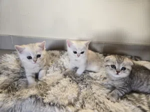 scottish fold kitten/ cat