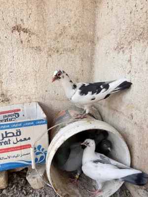 زواجل للبيع
