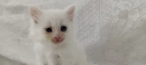 قطة شيرازي للبيع