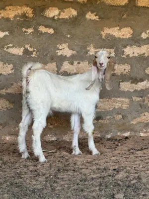 جدي حليب لاقوه الا بالله هاجين عمره 4اشهر علوا وجهامه وميزان مشاء الله ربي يبارك قاعد يرضع ربي يبارك