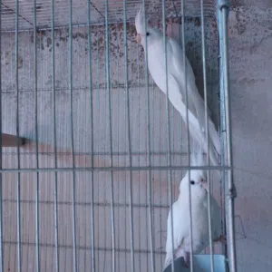 جوزين البيمو حبشي شغالات صحة ونظافة مية بالمية