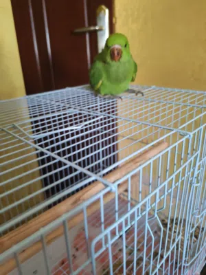 بغبغاء دره هندي عمره 3 شهور أليف إذا تجلس معه نص ساعه يحبك