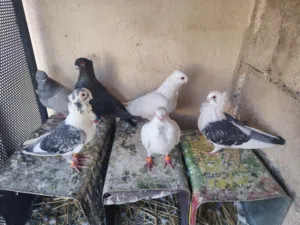 ثلاثة جواز للبيع
