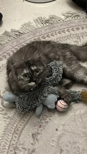للبيع قطة شيرازية تايقر - For sale: Persian Tiger cat