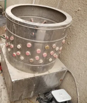 هلاسه دجاج