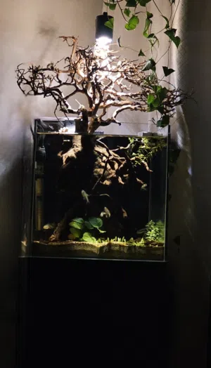 aquascape tanks, aquarium, deaign