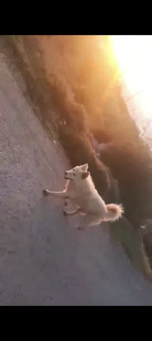 كلاب للبيع