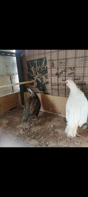 Pigeons4