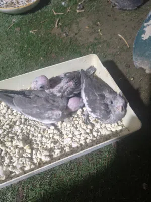 طيور كوكتيل