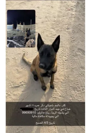 كلب ضايع مالينو