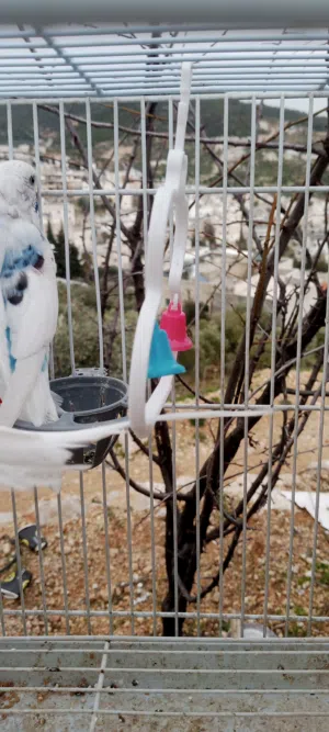 موجود جوزين حب للبيع  شغلات مكفولات أقل من أسبوع وبكون حاط بيض  مع مطير 6معالف كوخين فقط  م