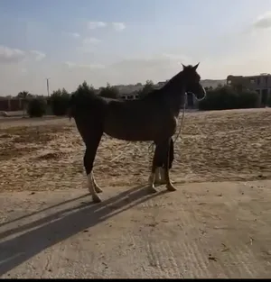 ‏خيل‏3
