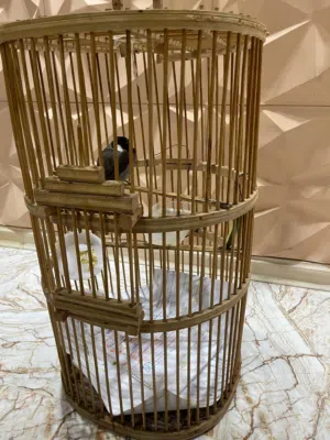 بلبل ربه اليف ويغرد