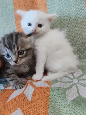 قطتين عمر شهر وأمهم تركش انجورا 2 kittens and their mother
