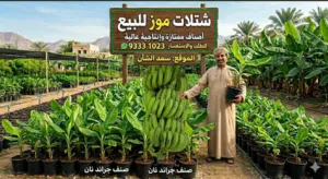 شتلات موز جراند نان