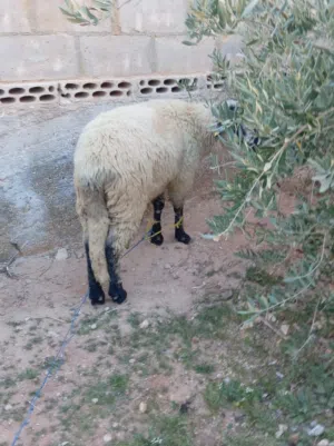 لحام متنقل