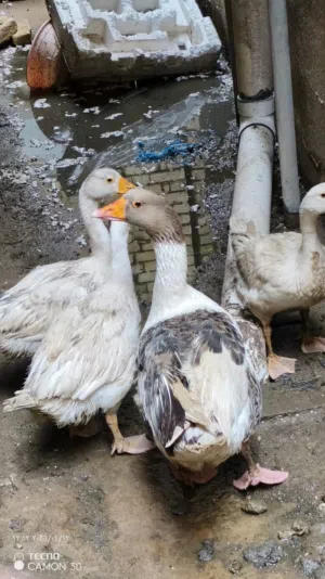 متاح بط للبيع بصره معقل