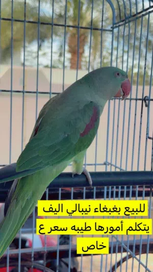 ببغاء نيبالي