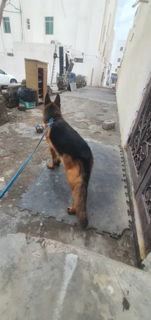 German shepherd  7 months old