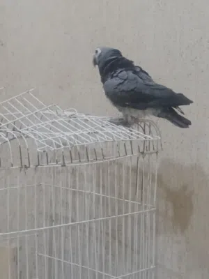 ببغاء،ثمنه