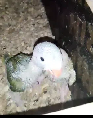 فروخ دره ملونه