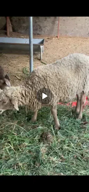 موجوده معي جاعده دوربر مع بنتها و البنت عمرها شهور و سمينه و مطعومه فتره طويله و صحتهاا ممتازه جدا