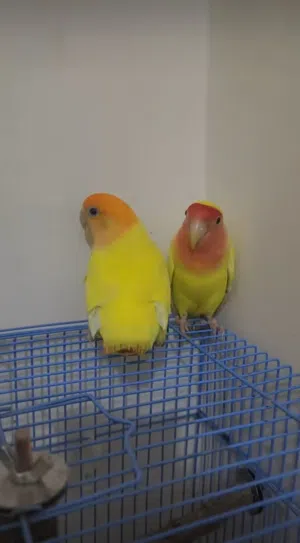 Pair And Breeding Love Birds (Lutino) 300 SAR with cage