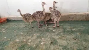 نعام افريقى للبيع