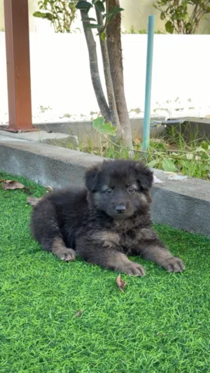 كلب للبيع جيرمن انثى