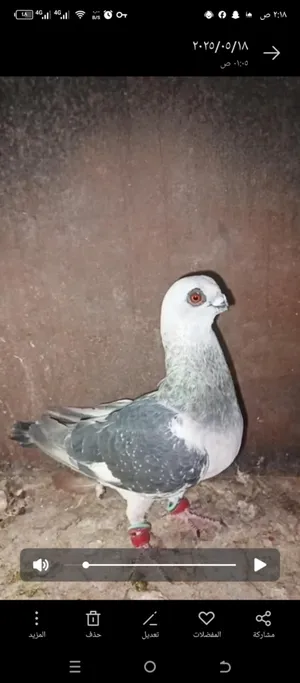 ‏حمام‏3
