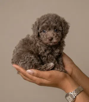 Toy Poodle Café au lait (rare colour)