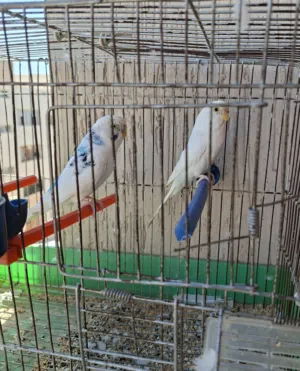 كوبية بقلبنو
