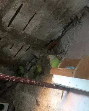 ببغاء الدره