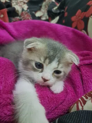 kittens scotch fold pure 8 weeks old.