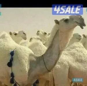‏جمل‏1
