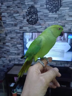 ماشاء الله. ببغاء درة هندي فحل علام طوق صغير بالعمر حوالي 6 شهور اليف جدا جدا. ريش كامل توب مخمل تبا