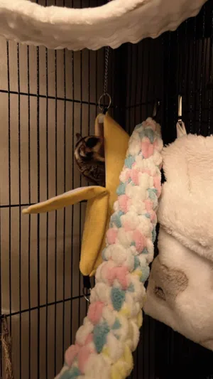شوقر قلايدر ، sugar glider