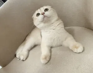 Female Cat