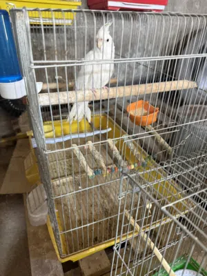 طيره البينو