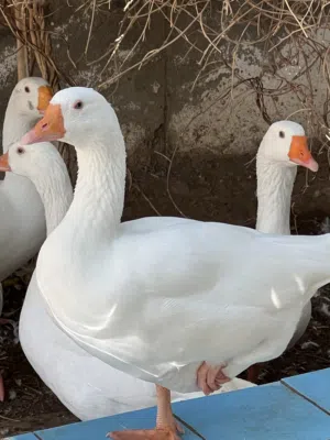 أوز منتج من النوع الممتاز