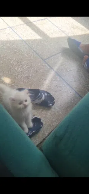 قطة شيرازي هماليا