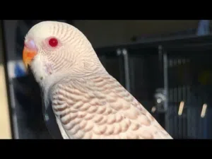 مطلو طيور حب انثى فالو عين حمرا