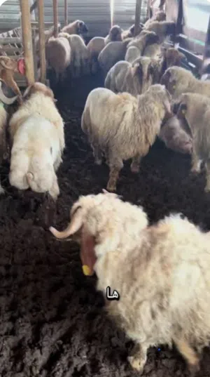 قصاب الكويت بعد صلاة العيد مباشرة