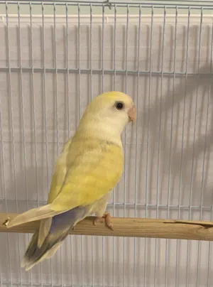 Negotiable (Love bird) Yellow male Peach face lovebird for 11 bhd no cage  wings clipped