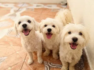 جراء مالتيز (Maltese)