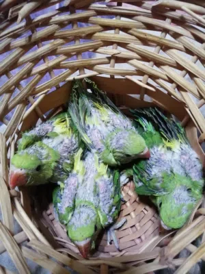 افراخ ببغاء دره زق