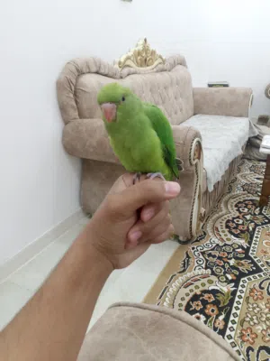 ببغاء دره هندي