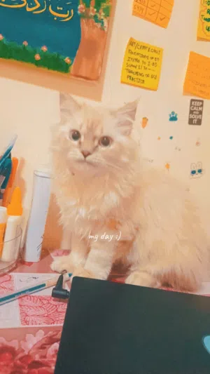 2 Adorable 11-Month-Old Pure Persian Cats Available – Fluffy Playful & Loving Companions.