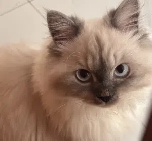 Mimi 